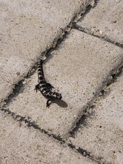 Ambystoma opacum