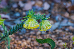Pimelea suaveolens