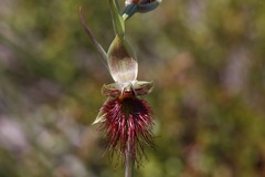 Calochilus paludosus