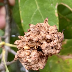 Callirhytis seminator