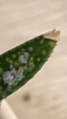 Corythucha marmorata