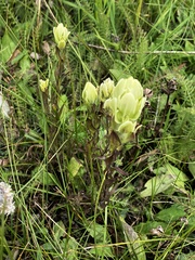 Castilleja occidentalis