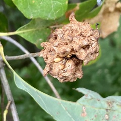 Callirhytis seminator
