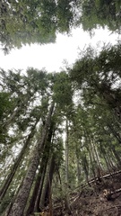 Leucogaster citrinus