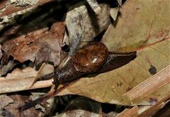 Fastosarion comerfordae