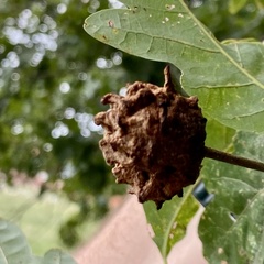 Callirhytis seminator