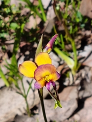 Diuris longifolia