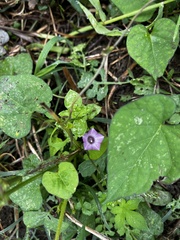 Convolvulus