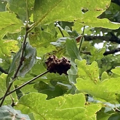 Callirhytis seminator