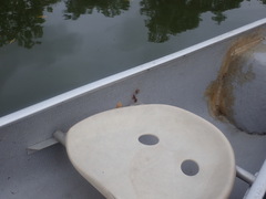 Lymantria dispar dispar