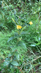 Oenothera