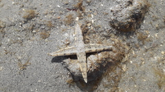 Archaster typicus