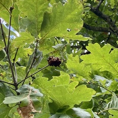 Callirhytis seminator