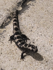 Ambystoma opacum