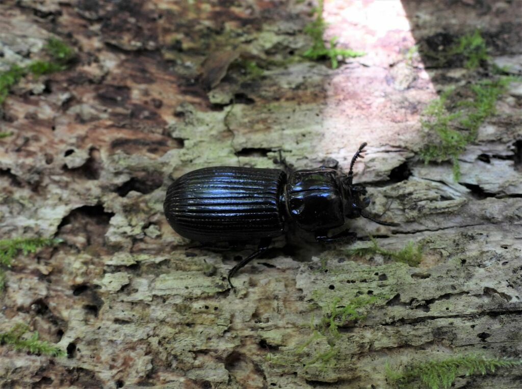Aulacocyclus kaupii from Broken River QLD 4757, Australia on September