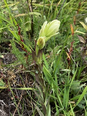 Castilleja occidentalis