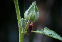 Dysdercus evanescens