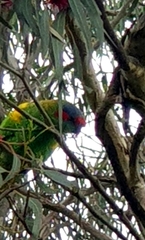 Glossopsitta concinna