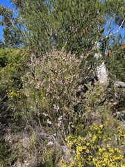 Eriostemon australasius