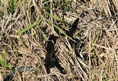 Pseudechis porphyriacus