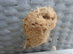 Lymantria dispar dispar