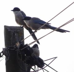 Cyanopica cooki