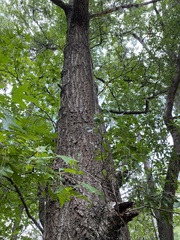 Quercus laurifolia