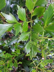 Phyllocladus hypophyllus