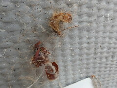 Lymantria dispar dispar