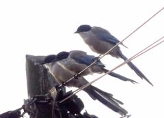 Cyanopica cooki