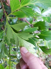 Phyllocladus hypophyllus