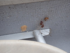 Lymantria dispar dispar