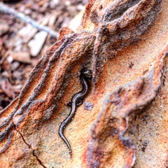 Plethodon richmondi