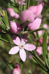 Eriostemon australasius