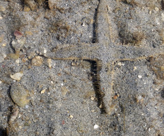Archaster typicus