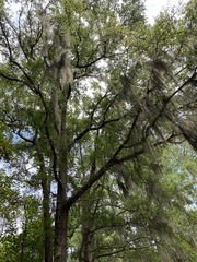 Quercus laurifolia