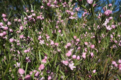 Eriostemon australasius