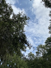 Quercus laurifolia