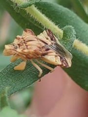 Phymata