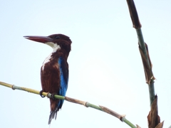 Halcyon smyrnensis