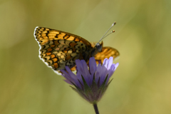 Melitaea ornata