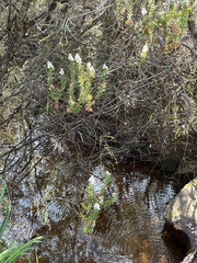 Sprengelia incarnata