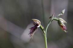 Calochilus robertsonii