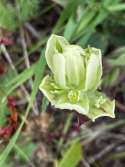 Castilleja occidentalis
