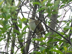 Coccyzus erythropthalmus