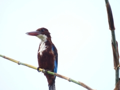 Halcyon smyrnensis
