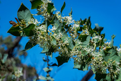 Hakea prostrata