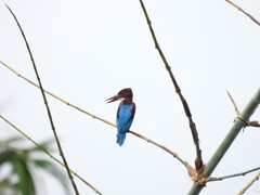 Halcyon smyrnensis