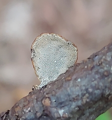 Hexagonia tenuis