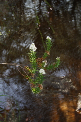 Sprengelia incarnata